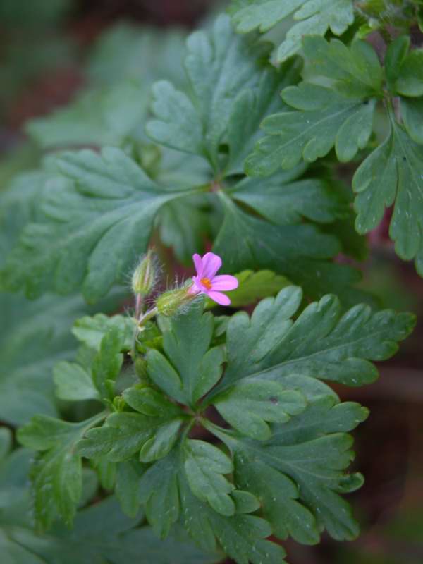 Geranium robertianum